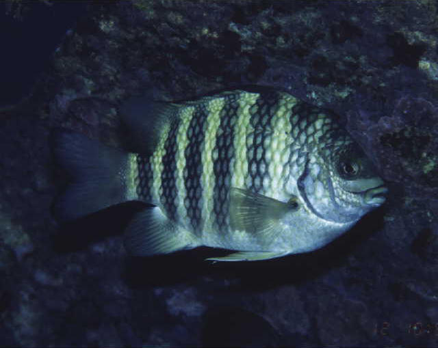 Abudefduf septemfasciatus